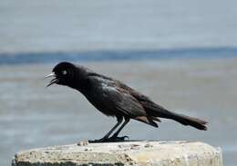 Image of Common Grackle