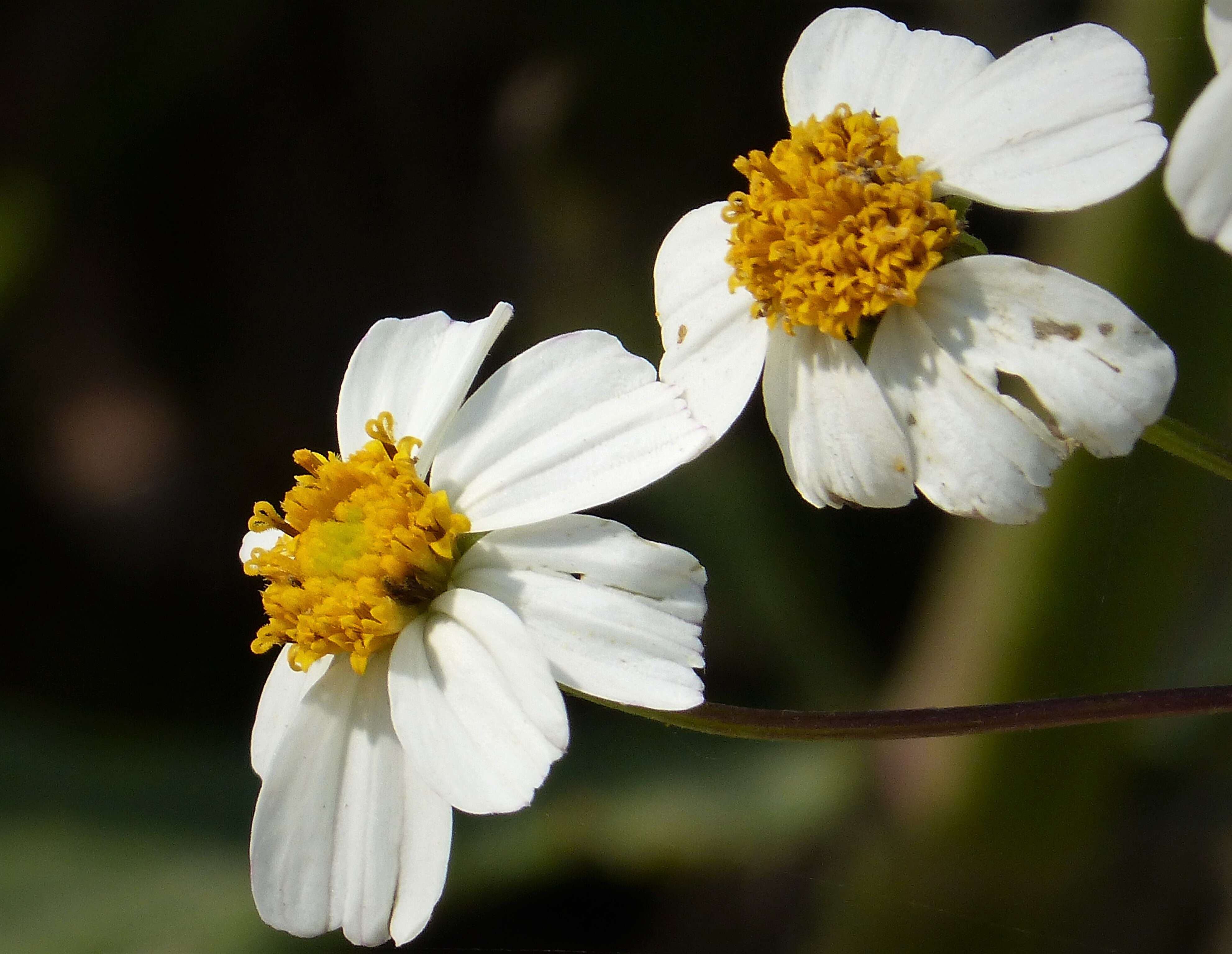 Plancia ëd Bidens alba (L.) DC.