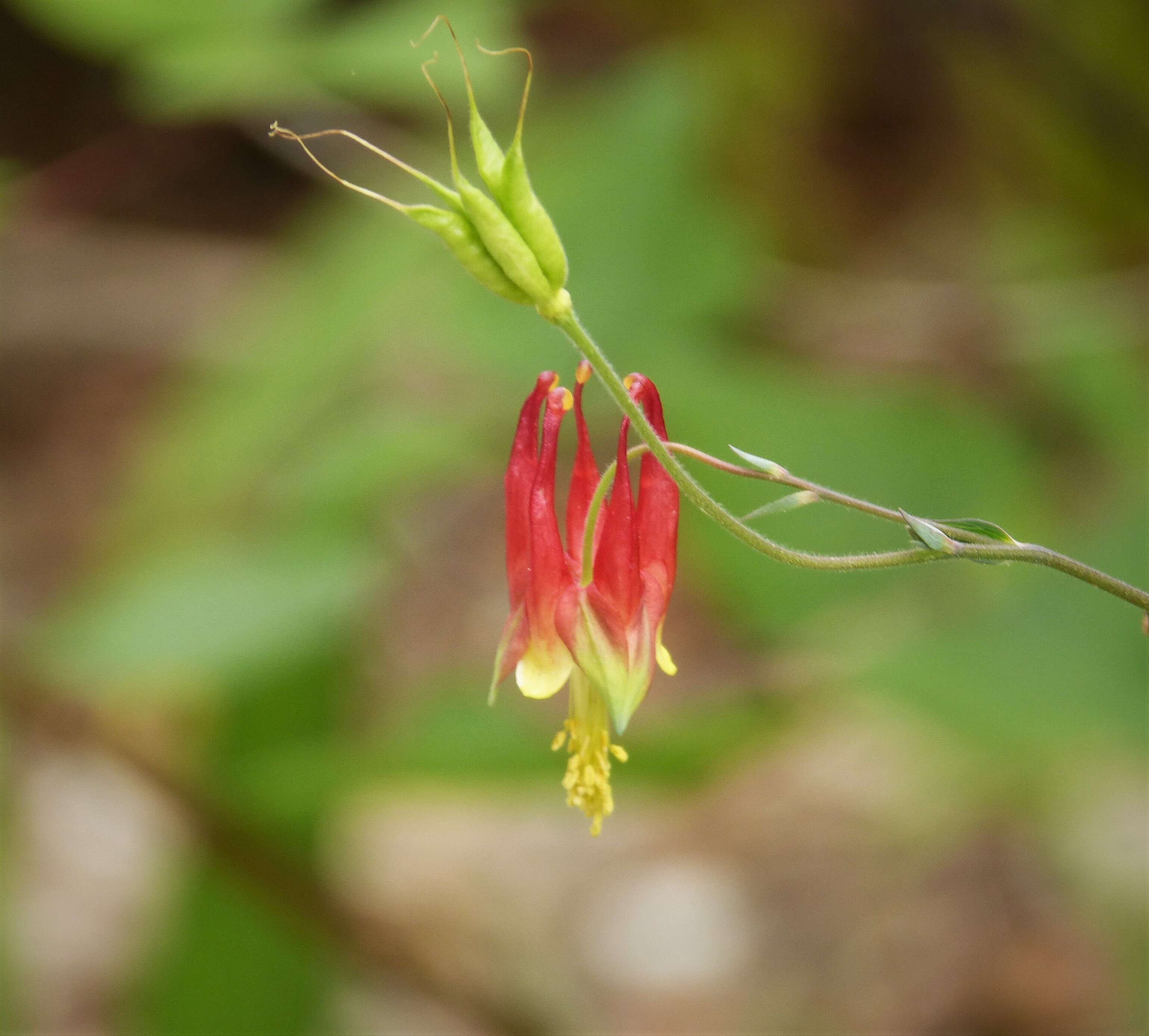 Image of red columbine