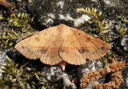 Image of Variable Metallata Moth