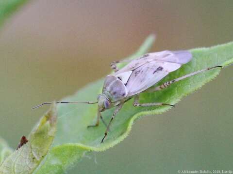 Image of Lygus rugulipennis Poppius 1911