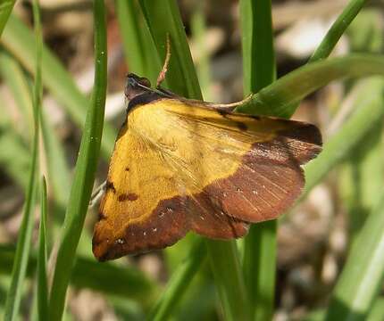 صورة Hemeroplanis scopulepes Haworth 1809