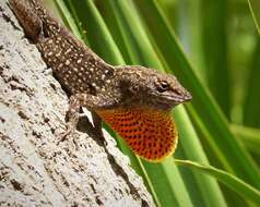 Image of Bahaman brown anole