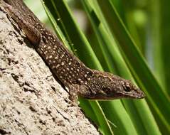 Image of Bahaman brown anole