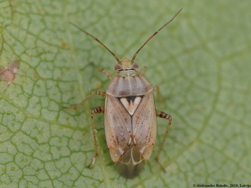 صورة Lygus rugulipennis Poppius 1911