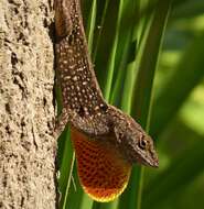 Image of Bahaman brown anole