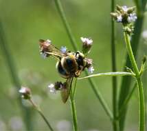 Image of Southern Carpenter Bee