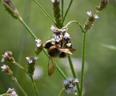 Image of Southern Carpenter Bee