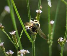 Image of Southern Carpenter Bee