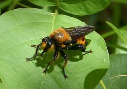 Image of Laphria grossa (Fabricius 1775)