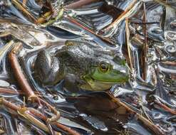 Слика од Lithobates catesbeianus (Shaw 1802)