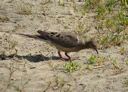 Image of American Mourning Dove