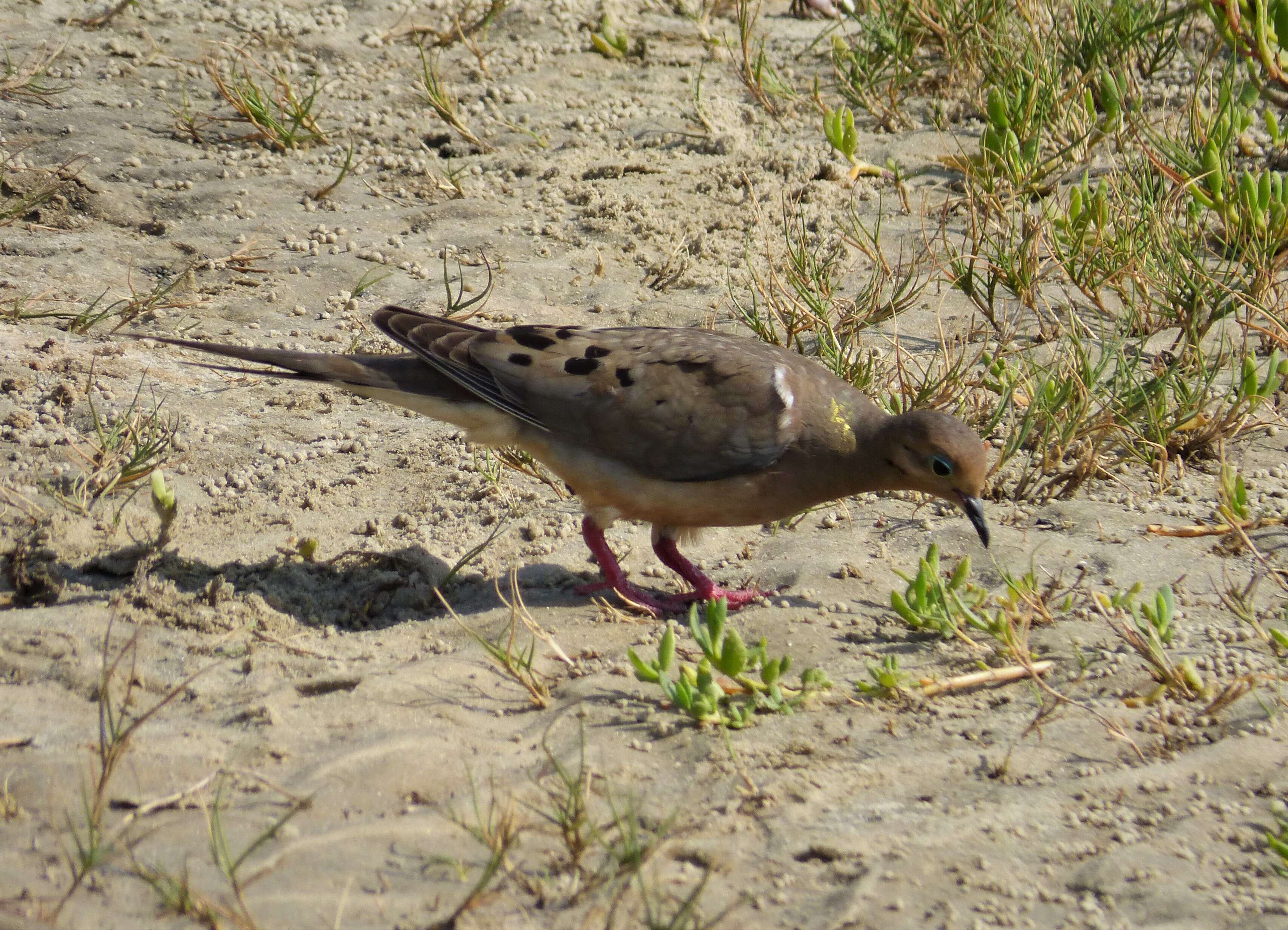 Image of American Mourning Dove