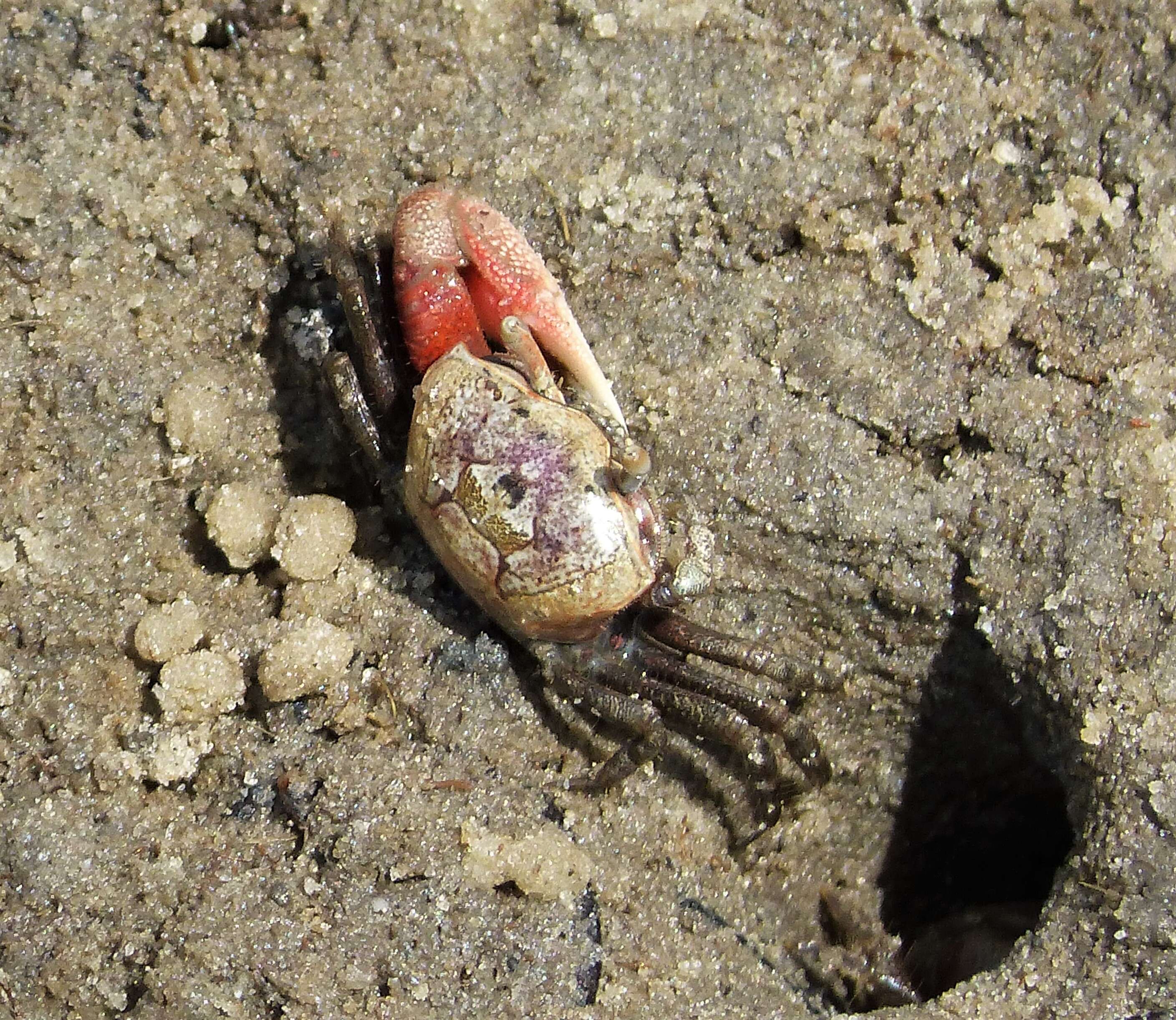 Image of Atlantic sand fiddler