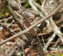 Image of Bahaman brown anole