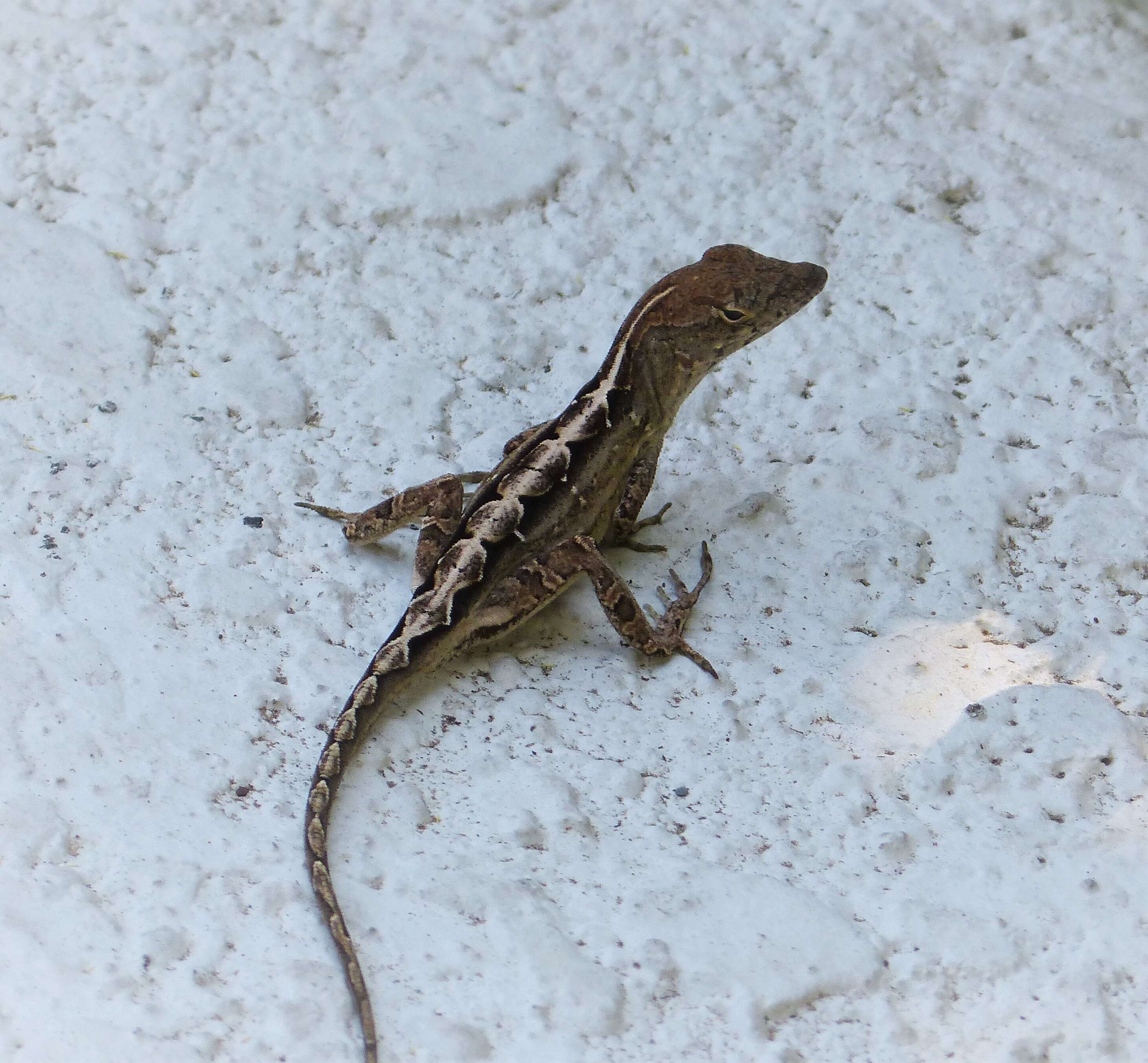 Image of Bahaman brown anole