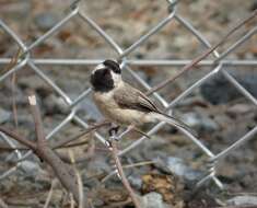 Image of Carolina Chickadee