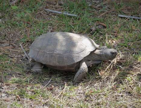 Image of (Florida) Gopher Tortoise