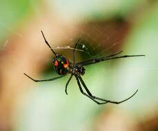 Image of Leucauge venusta (Walckenaer 1841)