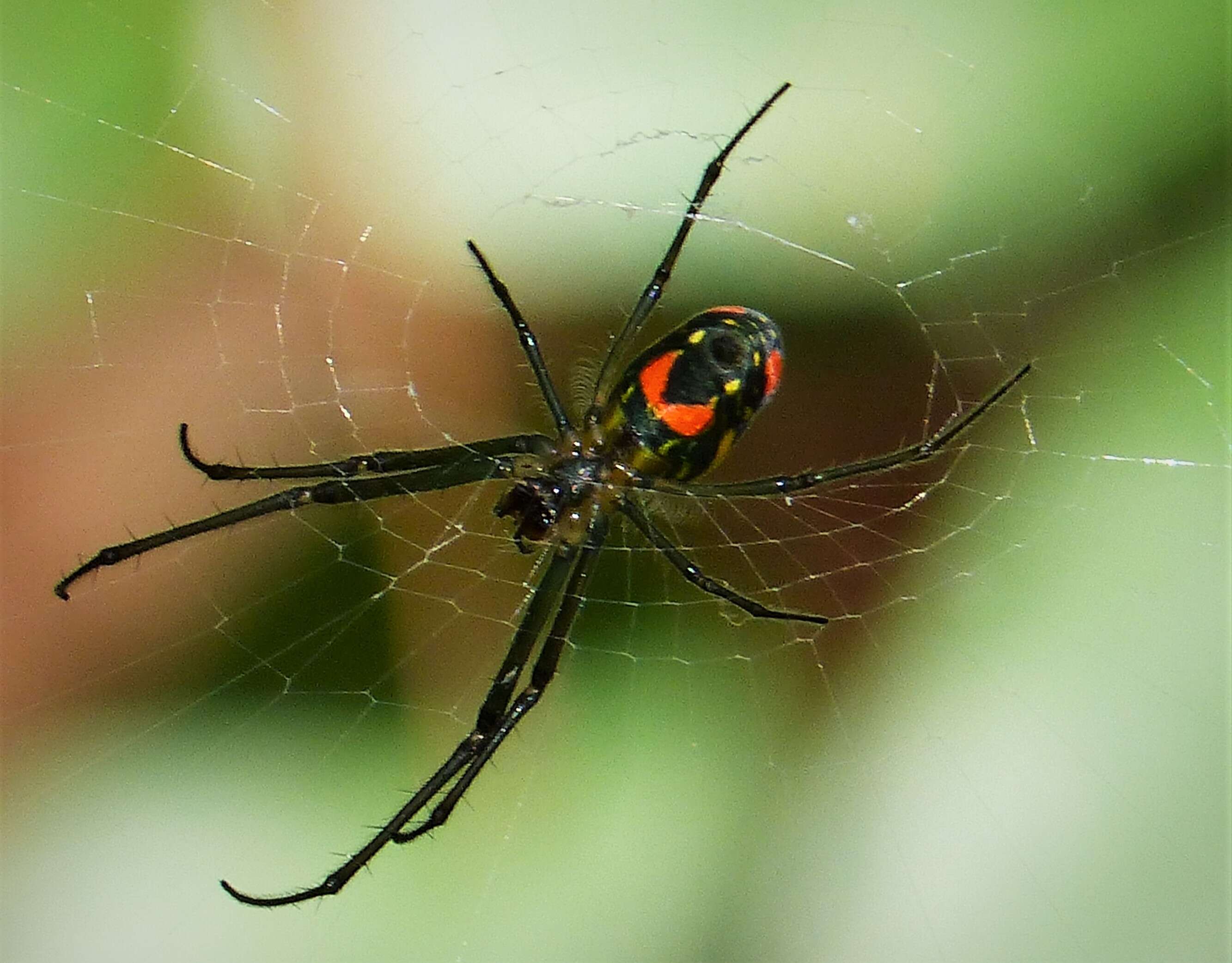 Image of Leucauge venusta (Walckenaer 1841)