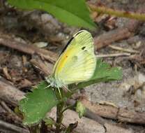 Image of Dainty Sulphur