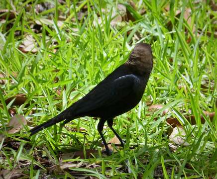 Image of Brown-headed Cowbird