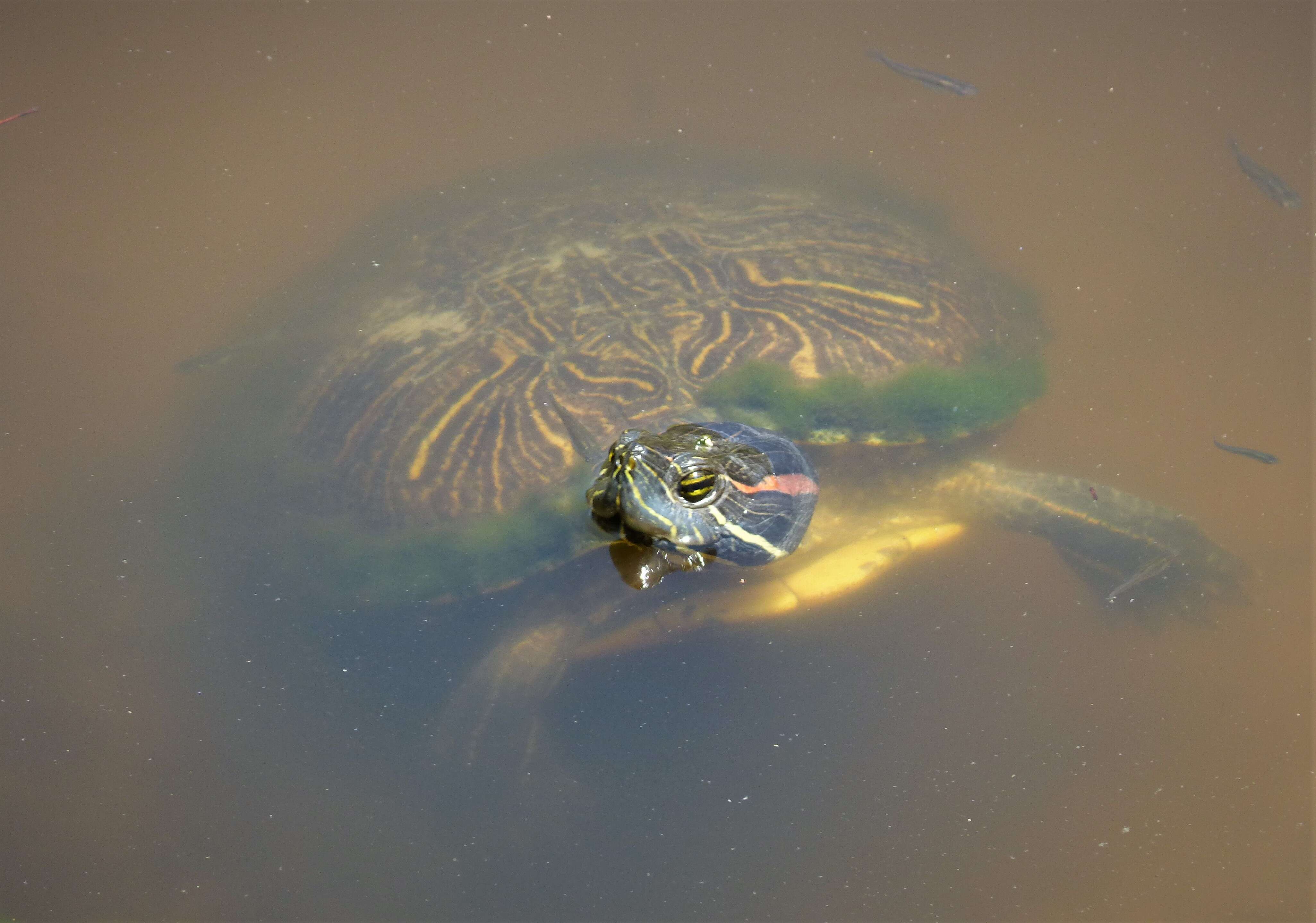 Image of slider turtle, red-eared terrapin, red-eared slider