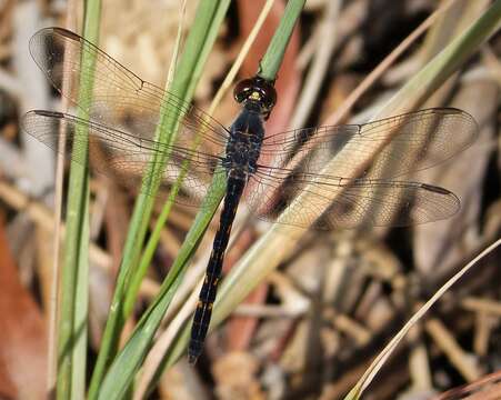 Image of Seaside Dragonlet