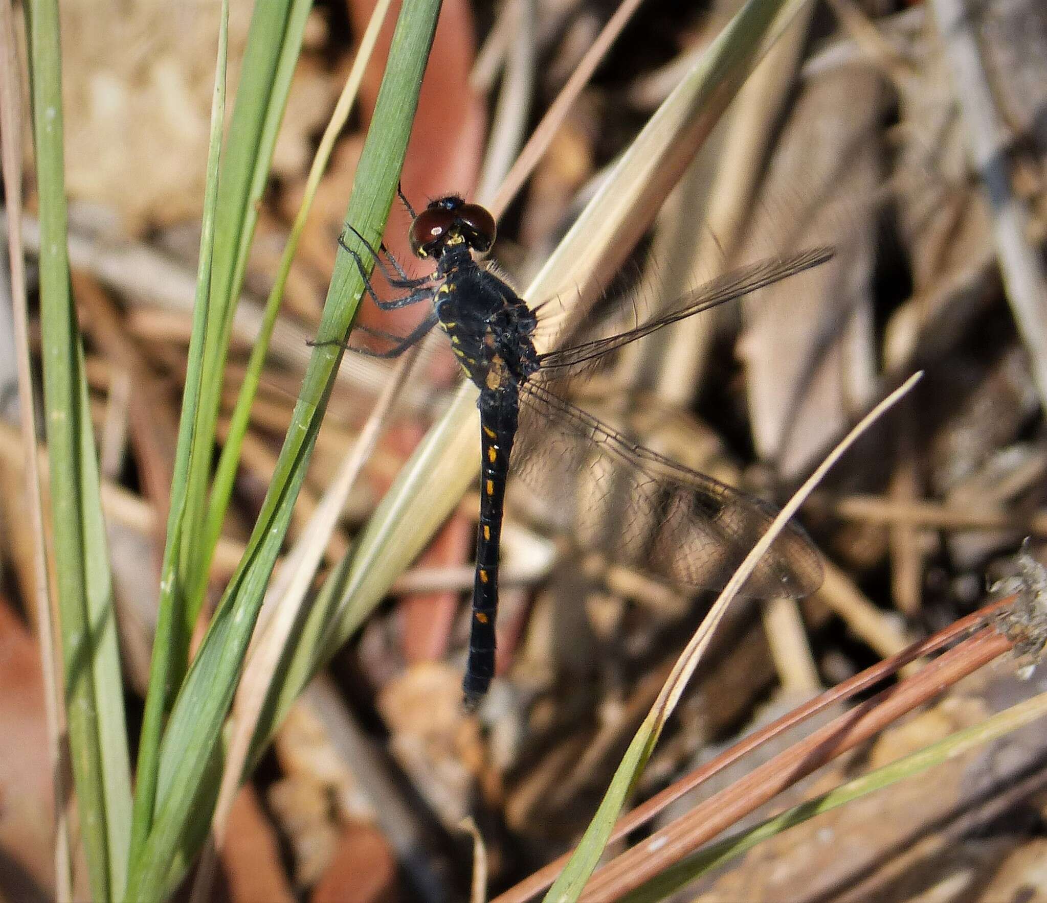 Image of Seaside Dragonlet