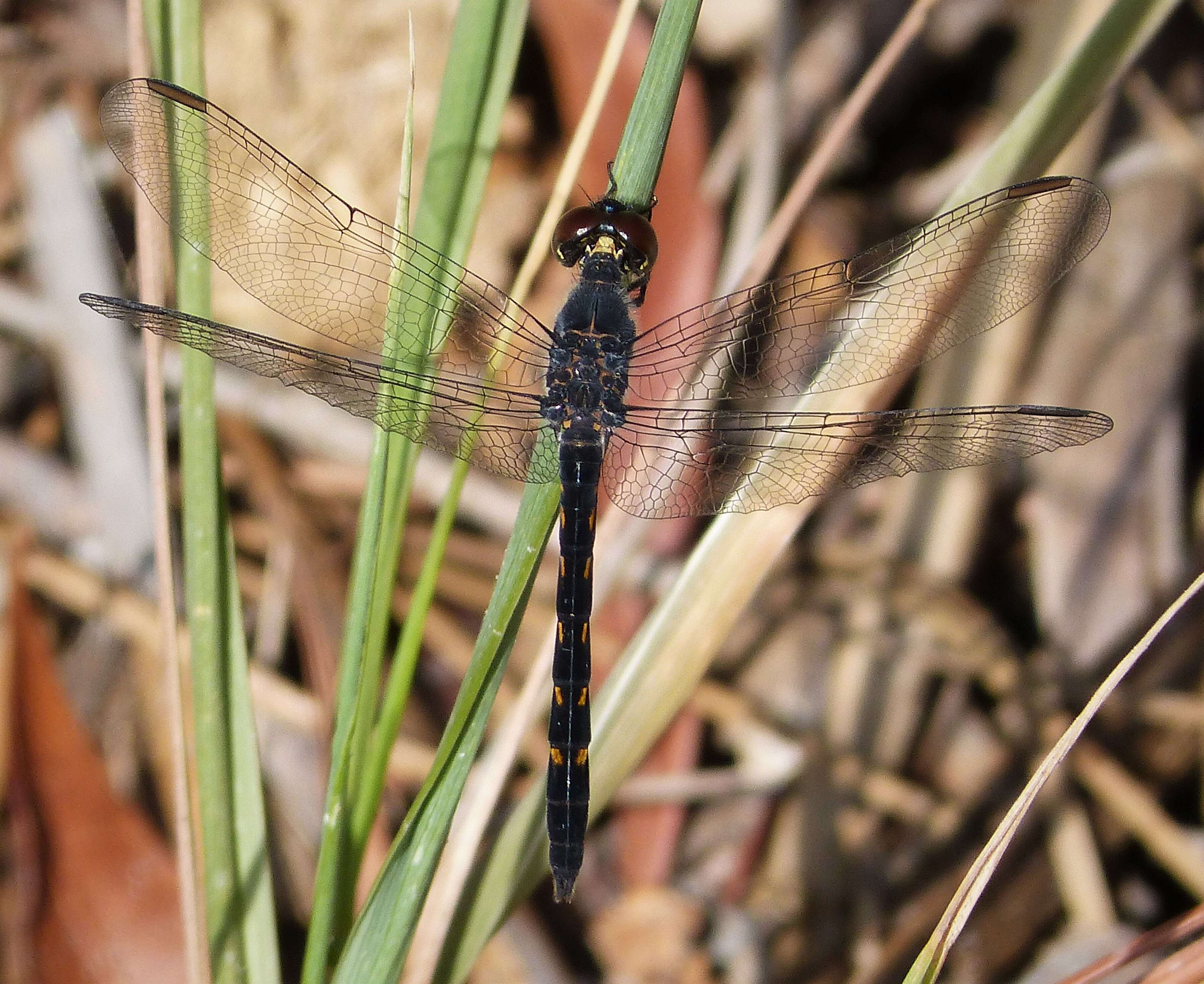 Image of Seaside Dragonlet