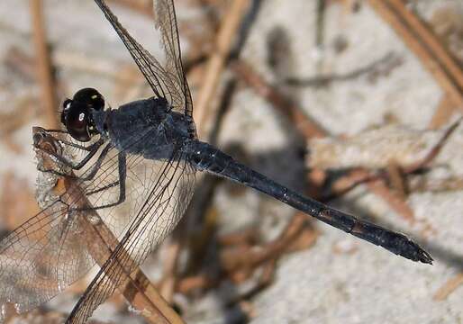 Image of Seaside Dragonlet