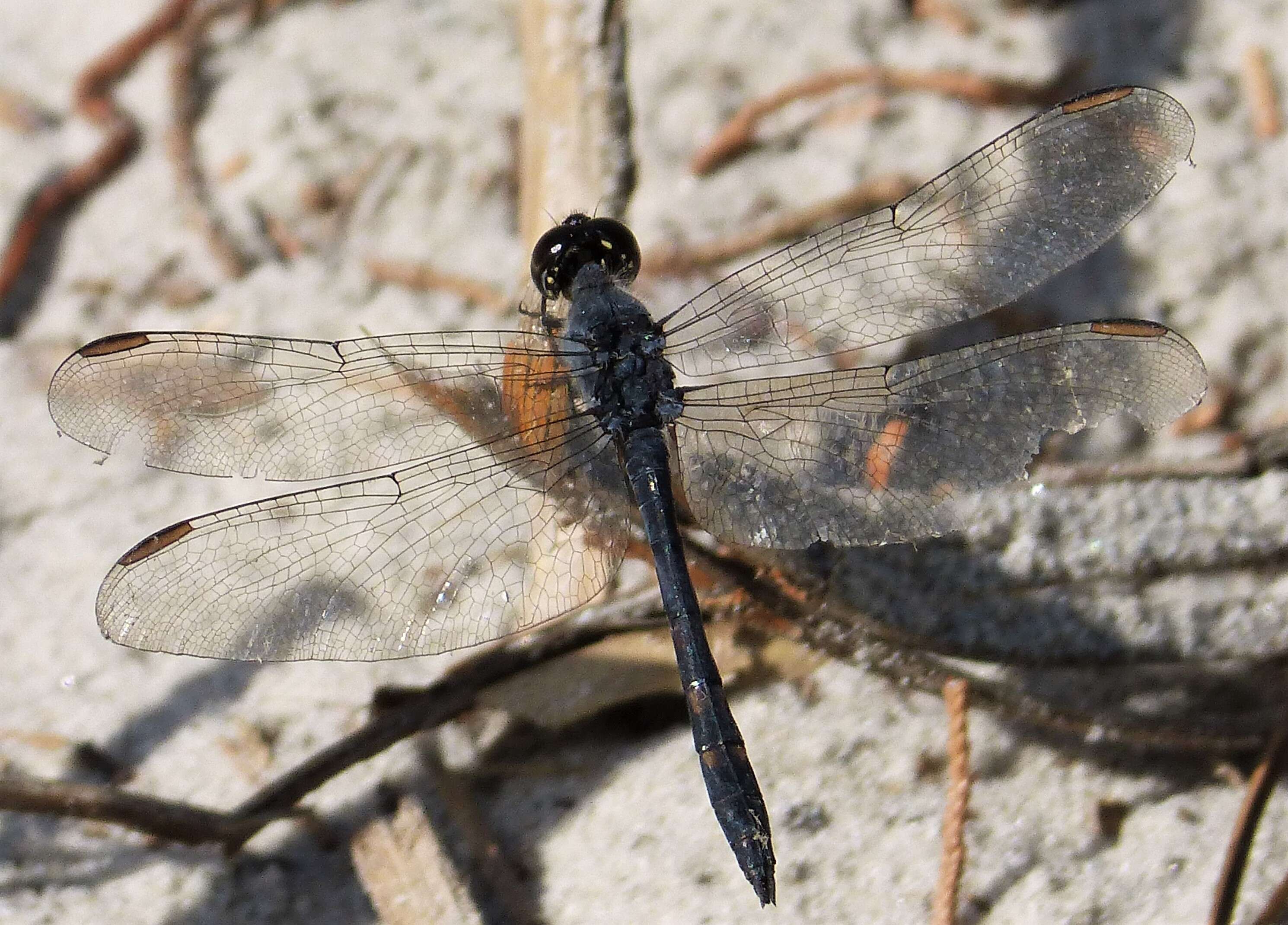 Image of Seaside Dragonlet