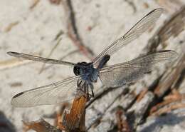 Image of Seaside Dragonlet