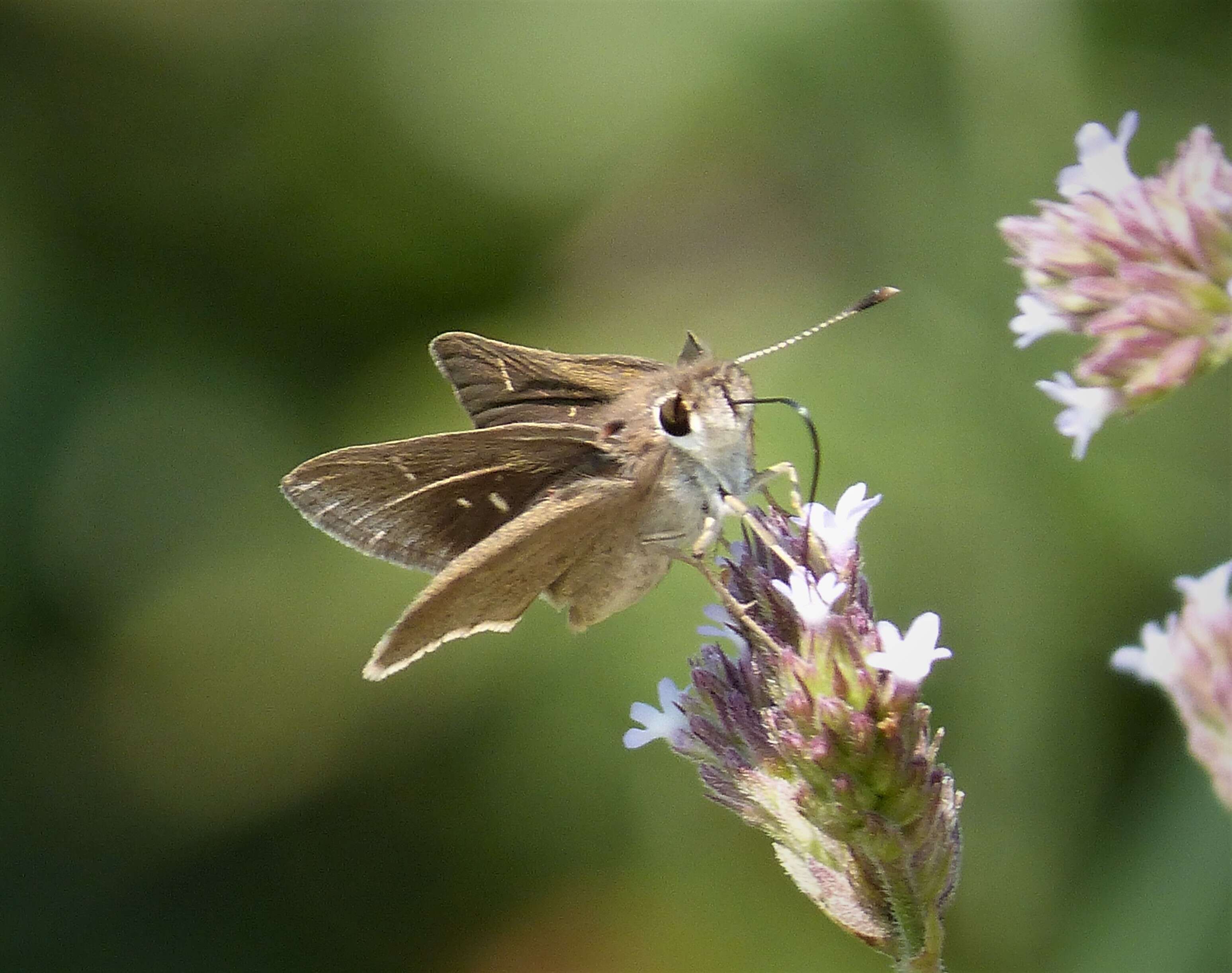 Image of Eufala Skipper