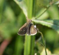 Image of Eufala Skipper