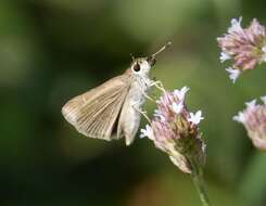 Image of Eufala Skipper