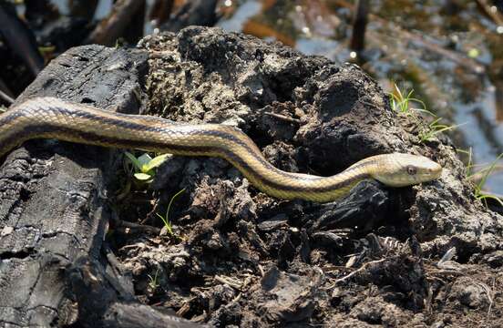 Image of Rat snakes