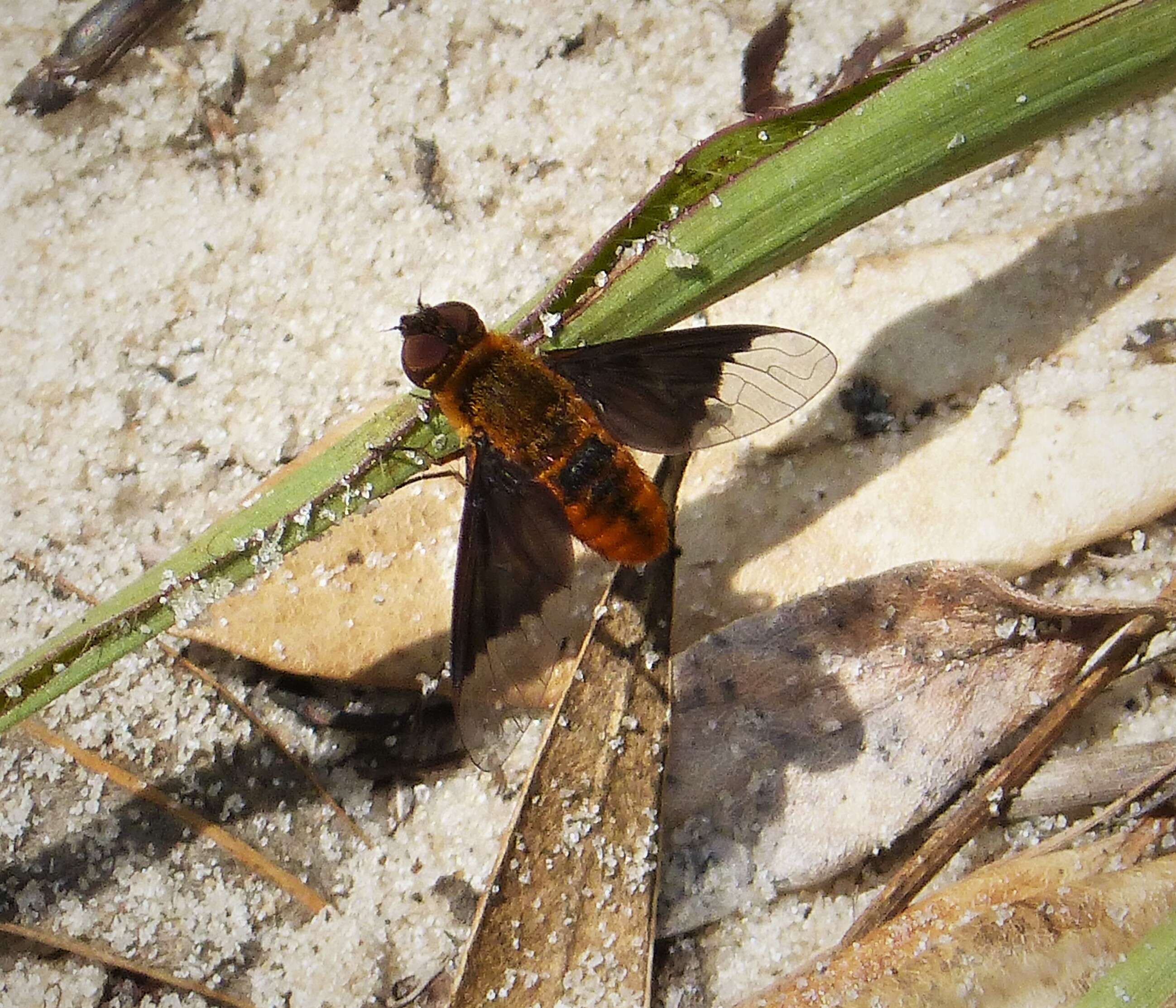 Image of Chrysanthrax