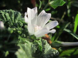 Image of common mallow