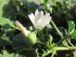 Image of common mallow