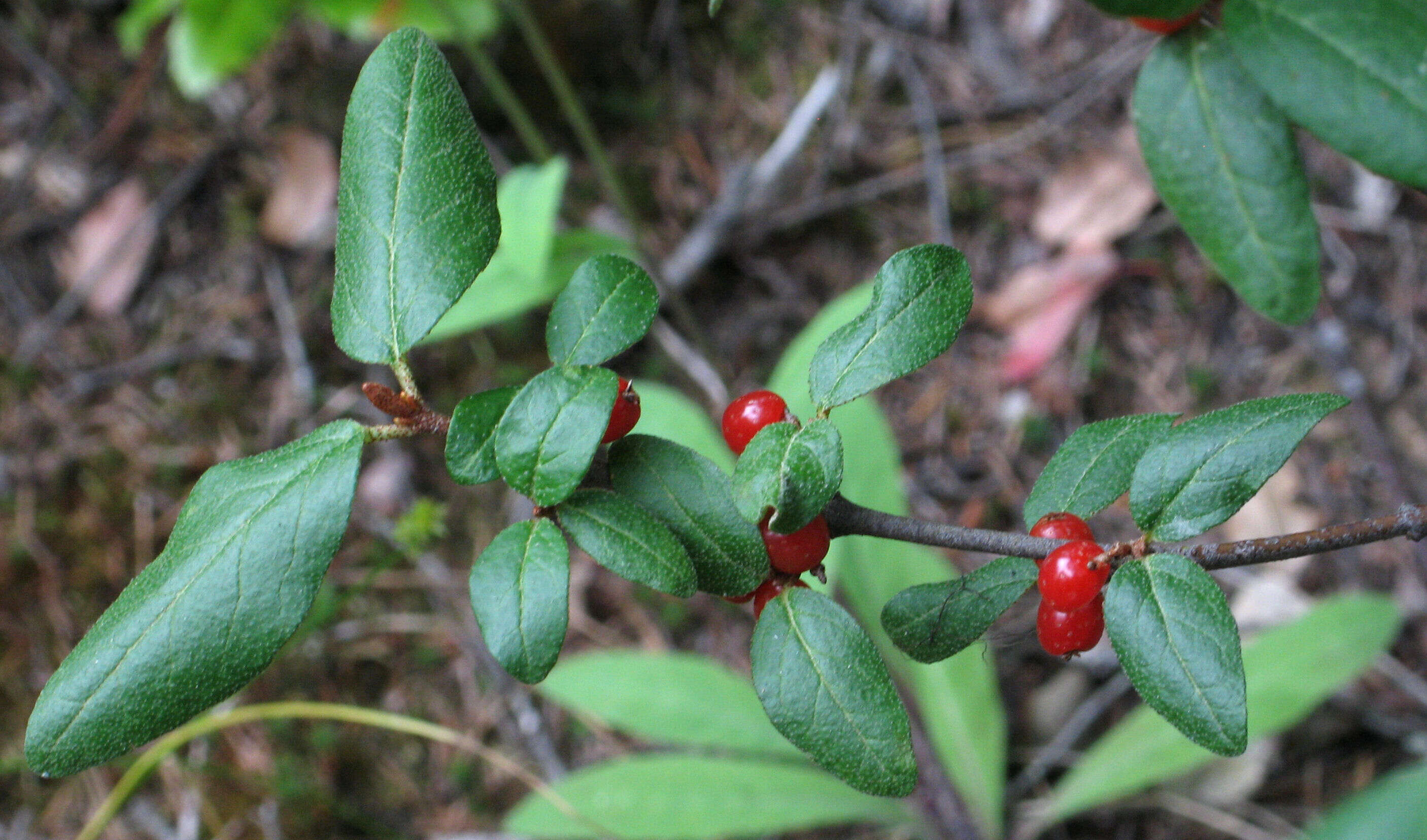 Image of russet buffaloberry