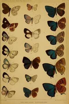 Imagem de Amblypodia silhetensis Hewitson 1862