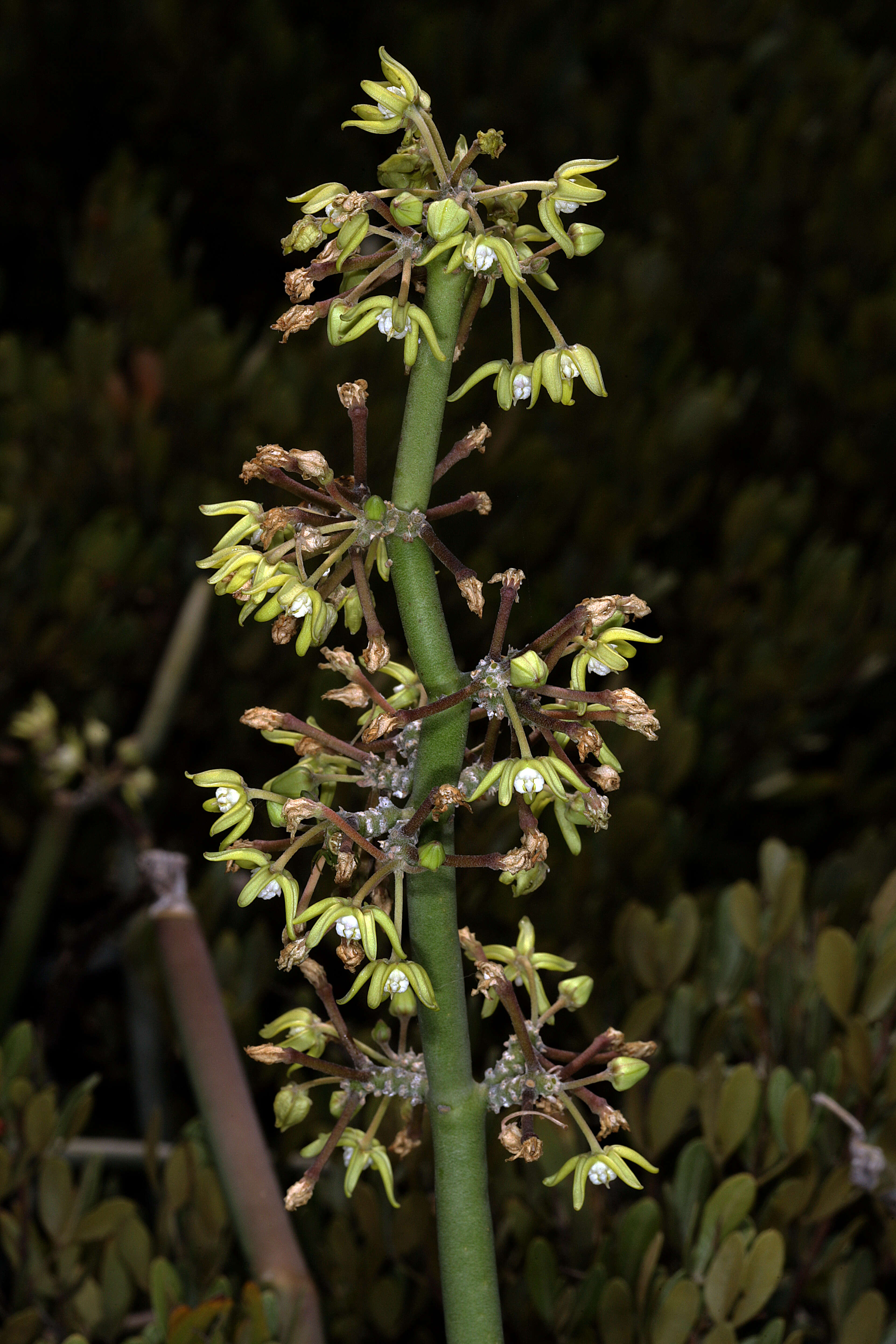 Image of Cynanchum viminale (L.) L.