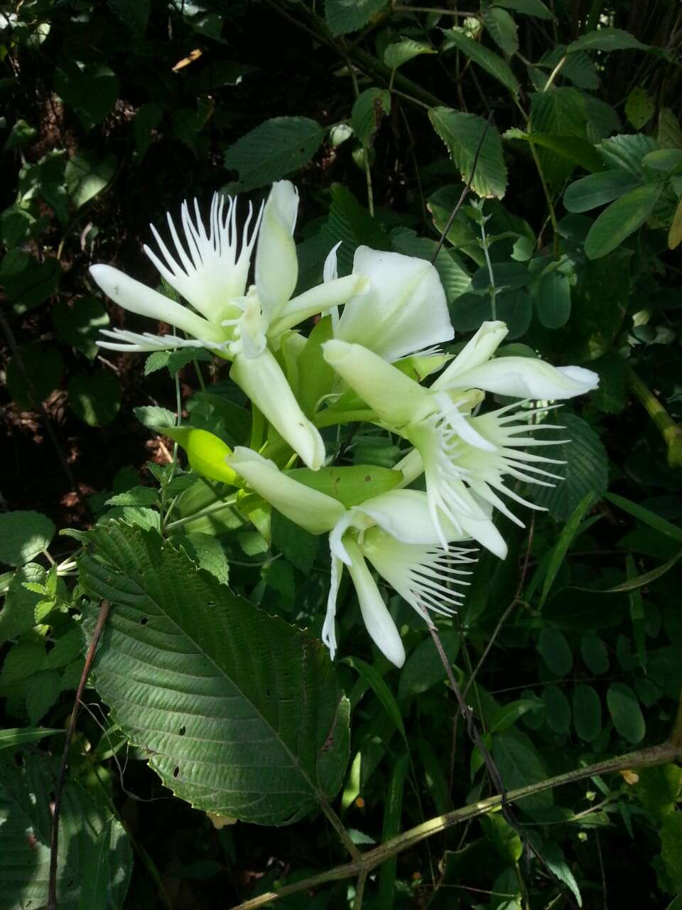 Слика од Pecteilis gigantea (Sm.) Raf.