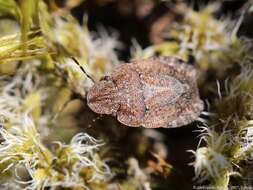 Sciocoris microphthalmus Flor 1860 resmi