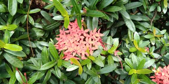 Image of ixora