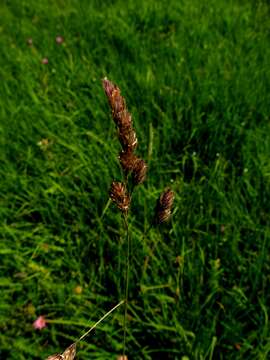 Image of Cocksfoot or Orchard Grass