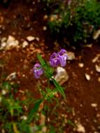 Image of Red hemp-nettle