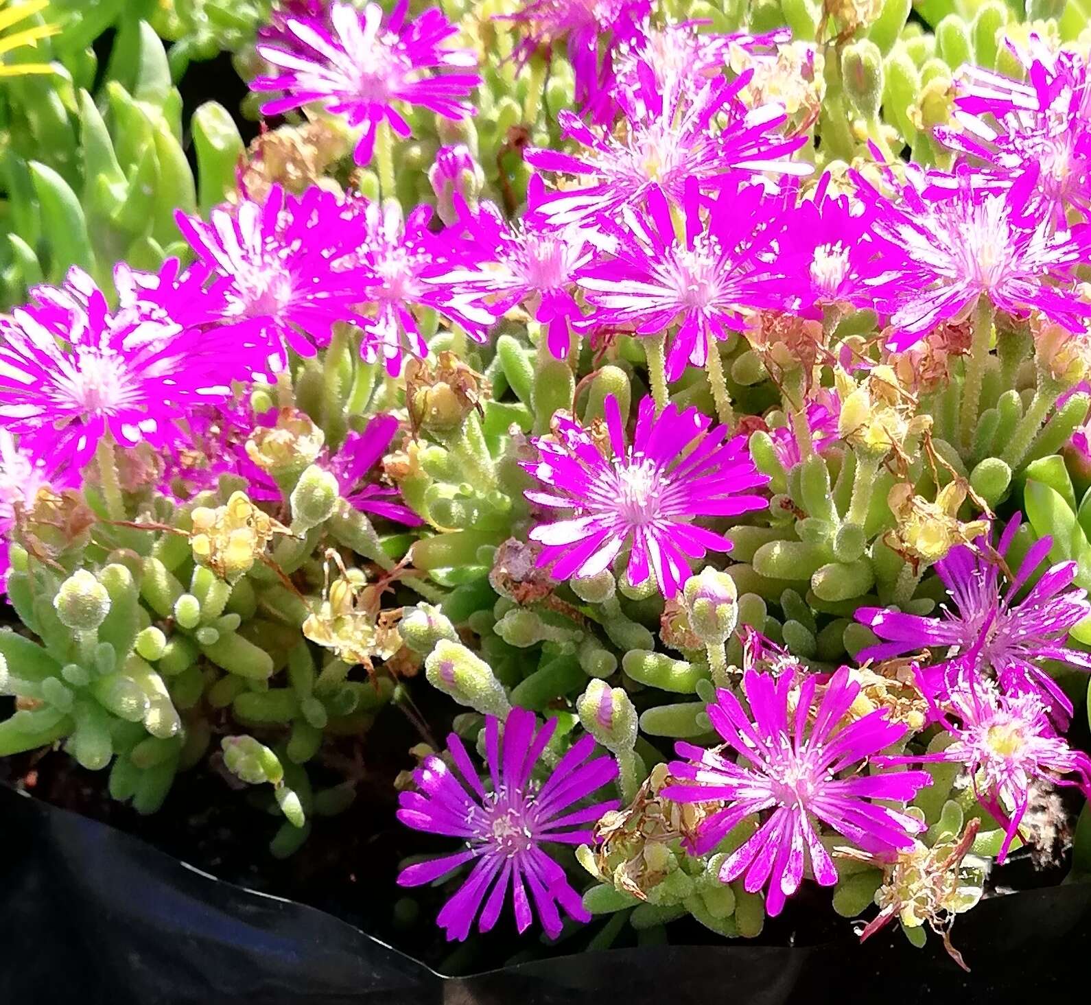 Imagem de Delosperma cooperi (Hook. fil.) L. Bol.