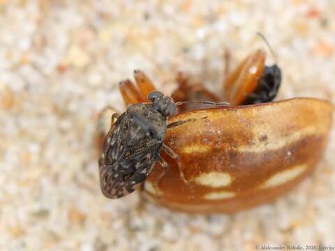 Image of common shorebug